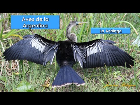 Anhinga, Anhinga, (Anhinga anhinga), Aves de la Argentina