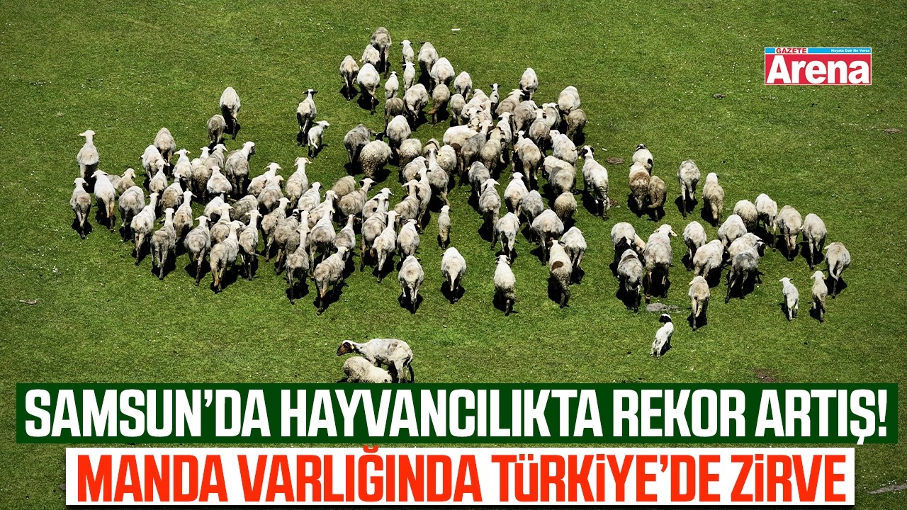 Samsun'da hayvancılıkta büyük artış!