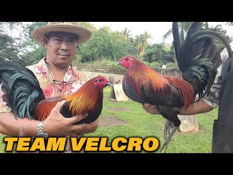 Pure Black Velcro Kelso Jap Grey Team Velcro Farm Beautiful Birds Farm Visit 2024