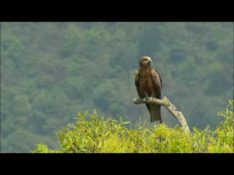 守望黑鳶（4分鐘精華版）