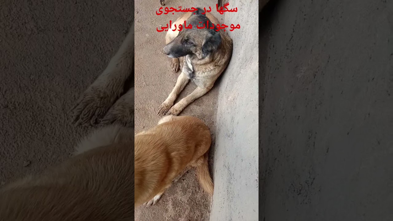 سگها و موجودات ماورایی