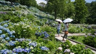 preview picture of video 'Hydrangea garden 空撮：アジサイ園【舞鶴自然文化園・京都】'