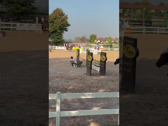 Pony castrone baio 2017