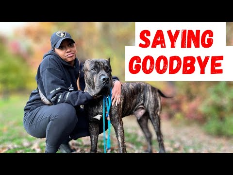 NEW HOME RENOVATIONS + SAYING GOODBYE TO OUR PRESA CANARIO
