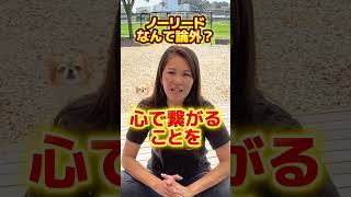 ノーリードは論外？#イヌバーシティ #ドッグトレーナー #犬のいる暮らし #子犬のしつけ #犬のしつけ