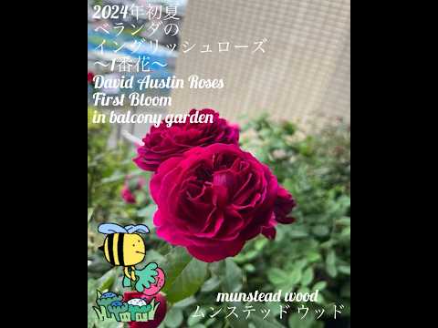 ベランダのつる性植物はどれ？成長が早く、メンテナンスの手間がかからない5つの開花種  庭園