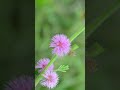 4K Relaxing Nature Short Video Clips Of Nature
