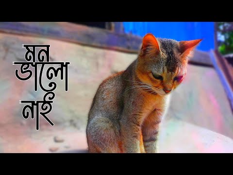 মন ভালো নাই 🤭 (mdabdulazimofficial)