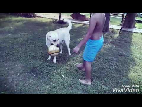 Labrador Mac and Muffin with human babies