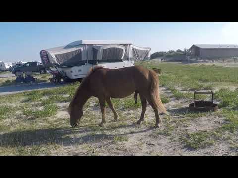 There was a horse family and this cutie was the baby!