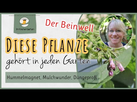 Diese Pflanze kann alles 🍃 und gehört in jeden Naturgarten 🎍