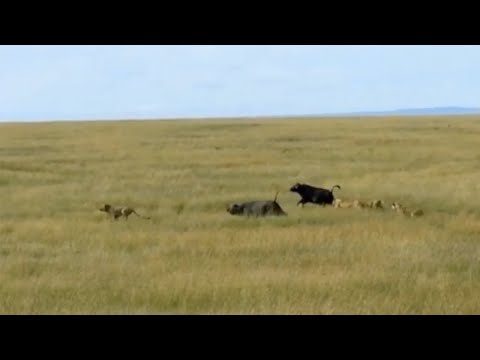 Lion decides to run away with buffalos during a hunt
