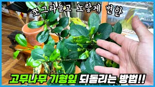 노랗게 쪼그라든 고무나무 잎 되돌리는 방법!!