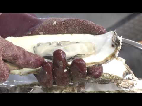 岩手観光動画：雄大な自然を感じる旅　岩手県・沿岸部をめぐる