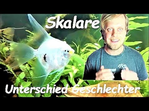 Skalar - Haltung und Geschlechtsbestimmung