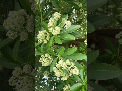 キョウチクトウ 植物