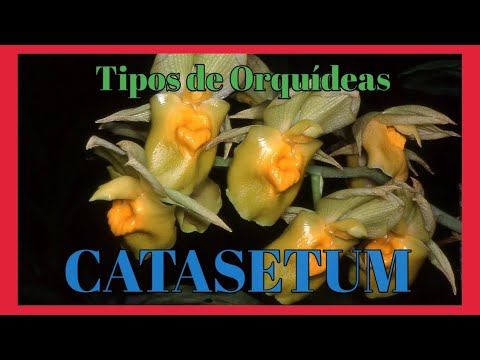 , title : '10 TIPOS de ORQUIDEAS CATASETUM Y SUS NOMBRES parte  1🌸🌺'