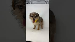 Video preview image #1 Jack Russell Terrier-Unknown Mix Puppy For Sale in Benton, LA, USA