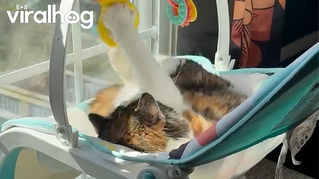 Cat Plays In Sunny Baby Rocker || ViralHog