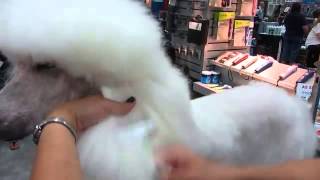 Dog Grooming - Poodle Ear Brushing