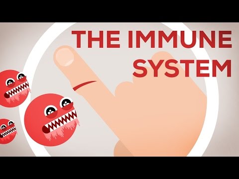 The Immune System- How does our body defend itself?