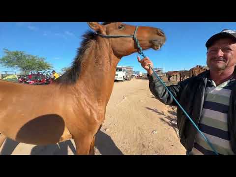 Feira de Cavalos em Senador Rui palmeira - AL 29 - 09 - 2026 #nordeste 
