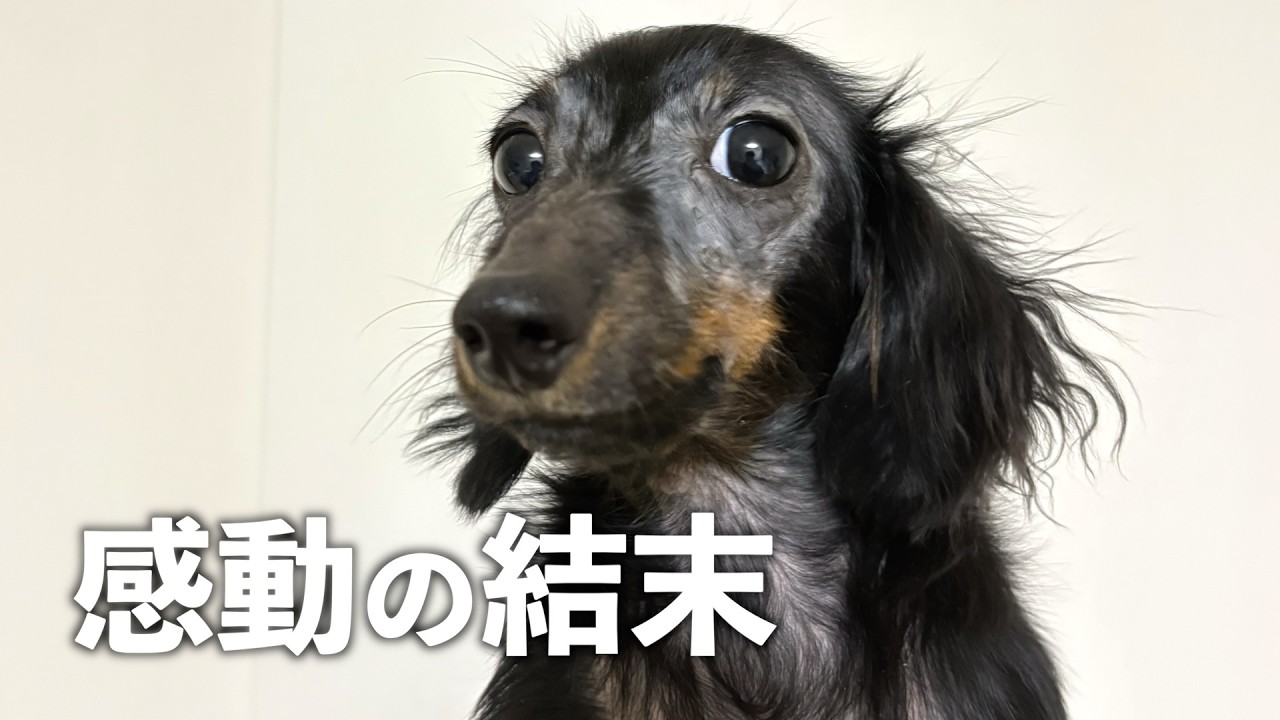 【保護犬】全身ハゲの子犬が掴んだ感動の結末