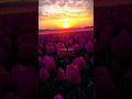 Night Changes X Ajab Si Status Kitna Kuch Kehna Hai Phir Bhi Song Status Shorts Whatsappstatus