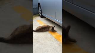 猫にマタタビ.MOV