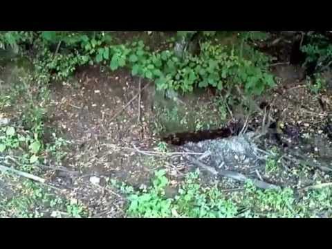 GOSTILA - Halaşteul   Septembie 2013