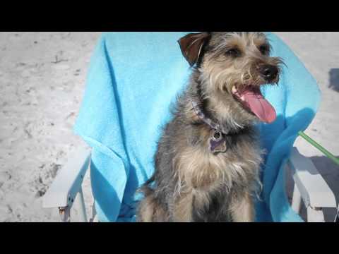 2013 IDC Eastern Regionals - Dog Day at the Beach