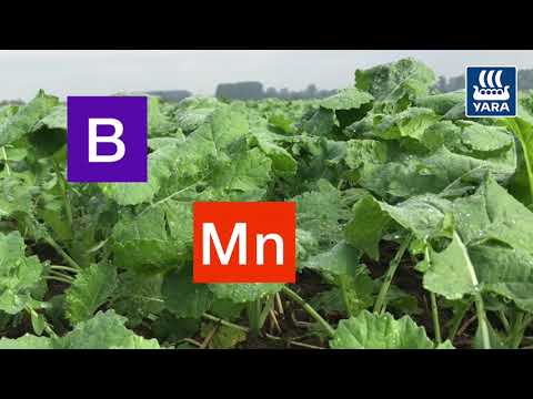 Yara Fachberatung: Rapsdüngung im Herbst