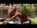 Orangutan Bubble Bath Enrichment