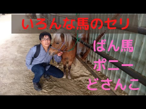 , title : '馬のセリ　ばん馬・ミニチュアホース・ポニー・道産子'