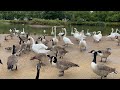 Feeding Canada Goose At The Local Park And Swans Muscle In 2