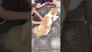 #Shorts cat with big heart| 猫さんに遊んでもらう男子たち| Anak balita suka kucing