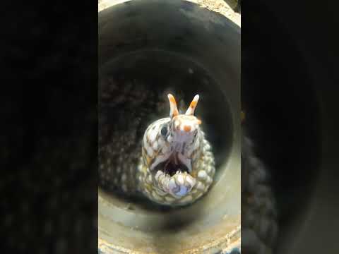 ペットの魚の名前