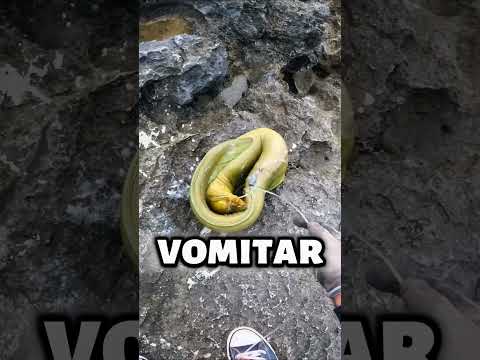 If it weren't filmed, it would be a fisherman's tale! #curiosities #fishing #fish #fishing