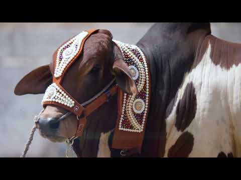 Mughal e Azam by Dhakawala Cattle Farm | Contact: 0323-2505552 | AR Maani