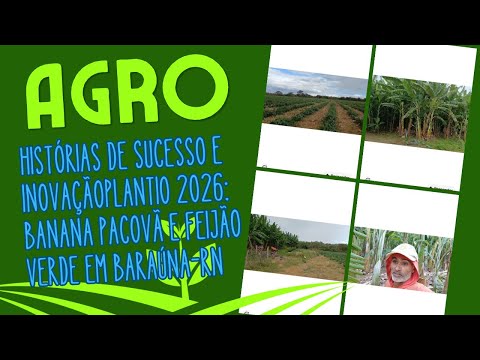 Roça de Feijão Verde e Plantio de Banana Pacovã em Canaã | Baraúna-RN 🌱🍌