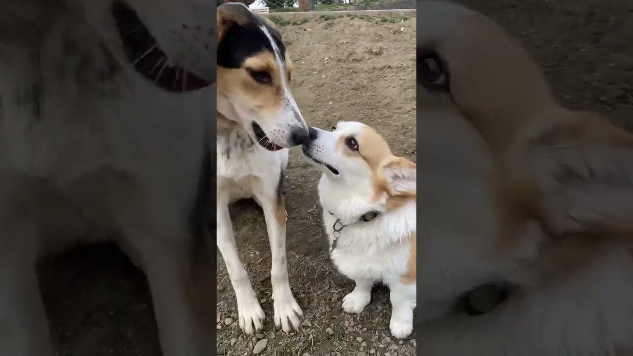 Enlarge Boris, a ADOPTABLE mixed breed in Morristown, NJ video 6/6