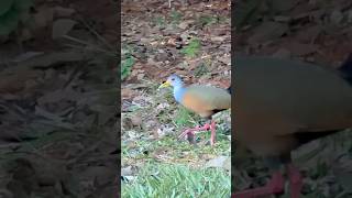 A dona do brejo deu as caras! Saracura três potes #aves #pássaros