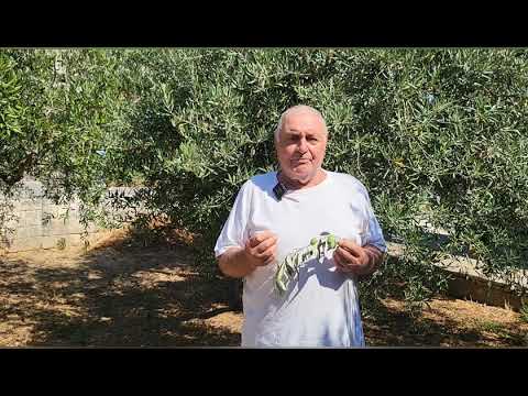 Kopanje rupa za sadnju maslina i pravilan odabir sadnice