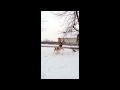 Вязка 2015 п/к Carpen Diaz 