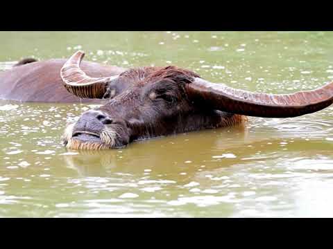 Wild Water Buffalo: Giants of the Southeast Asian Wetlands