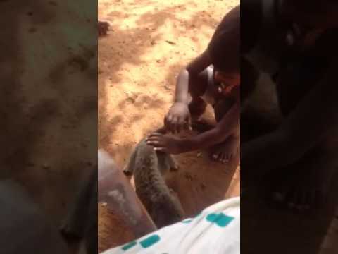 Sarana and janisha.  The little boy play with cat