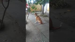 Só Esperando Pra Dar o Bote #shorts #fip #viral #animals #funny