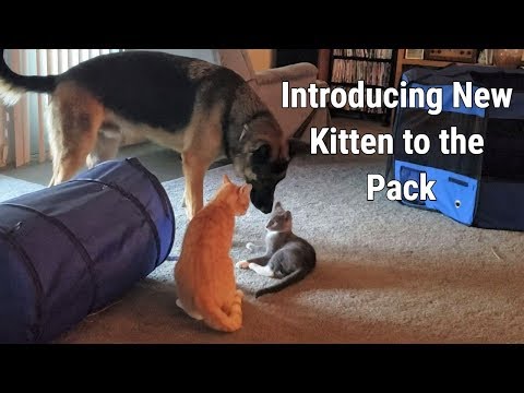 Introducing New Kitten to the Pack - YouTube