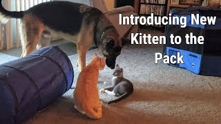 Introducing New Kitten to the Pack