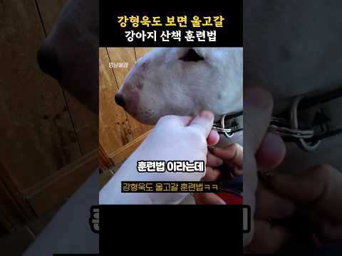 강형욱도 울고 갈 강아지 산책 훈련 방법
